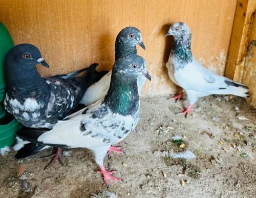 Pakistani Pigeon For Sale