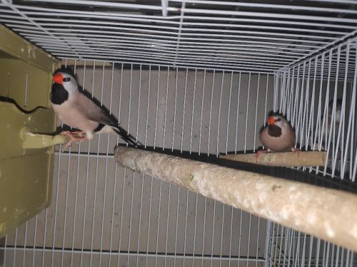 Long tail Finch Adult Pair
