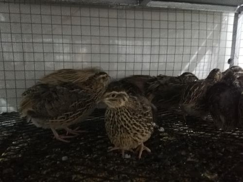 Quail for sale and slaughter