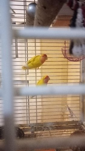 1 pair breeding pair love bird