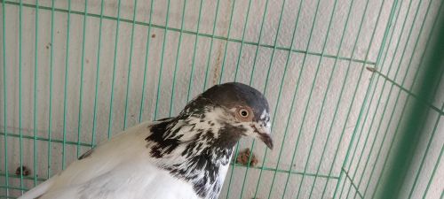 Pakistani highfly pigeon