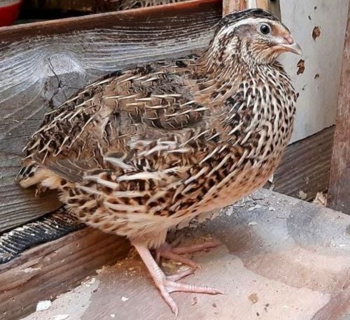 Jumbo quail for sale