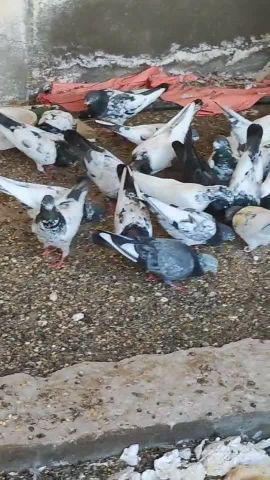 Pakistani pigeon high flyer