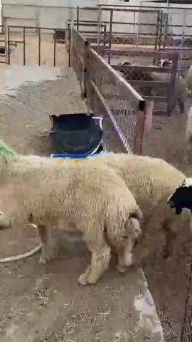 irani sheep+ baladi
