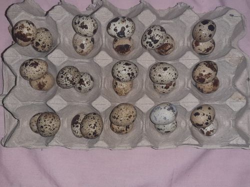 Home fresh Quail eggs Jumbo size