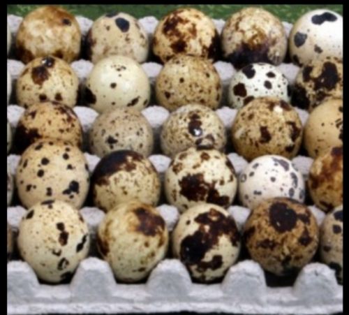Name : quail eggs